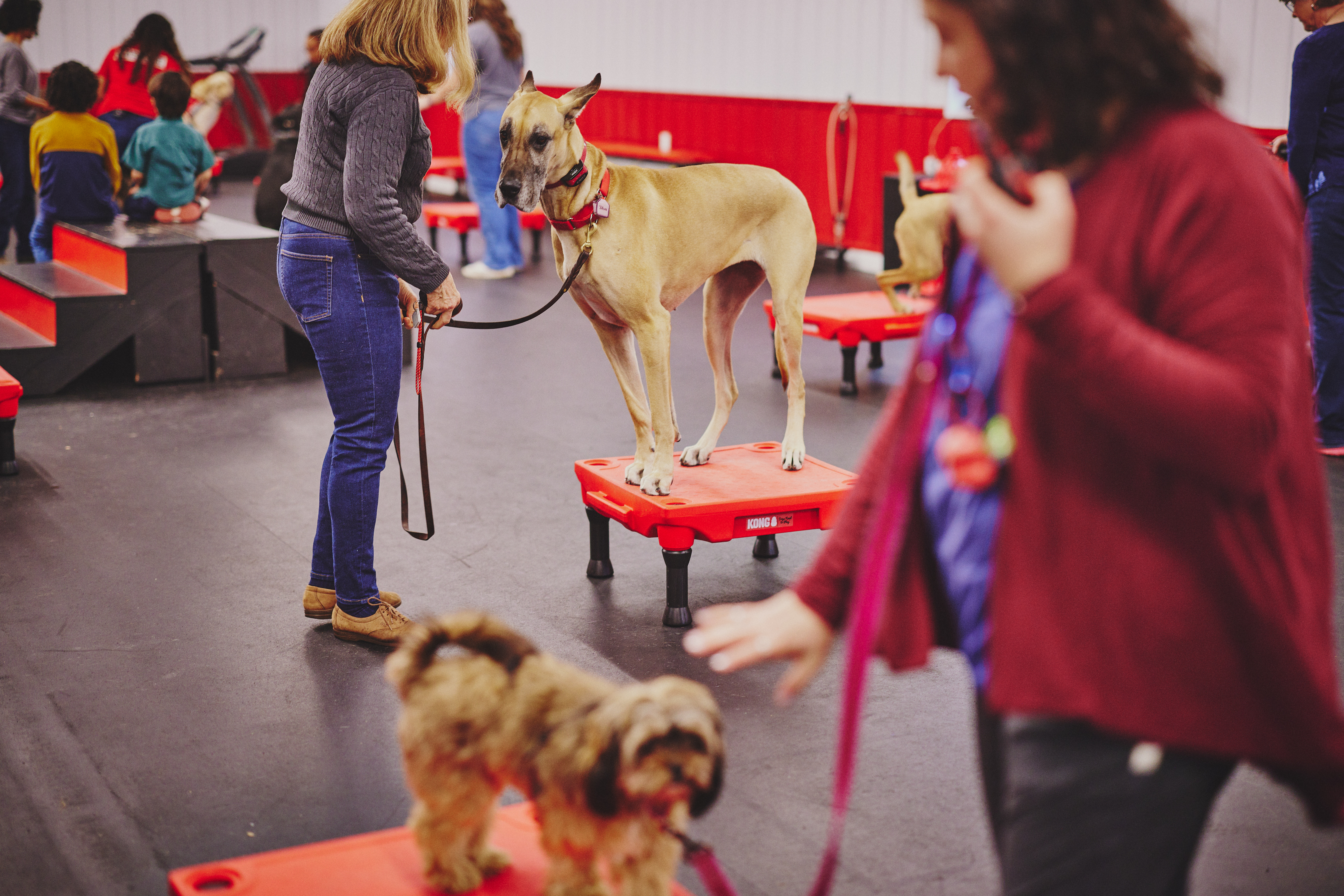 Board and Train dog training Bel Air MD