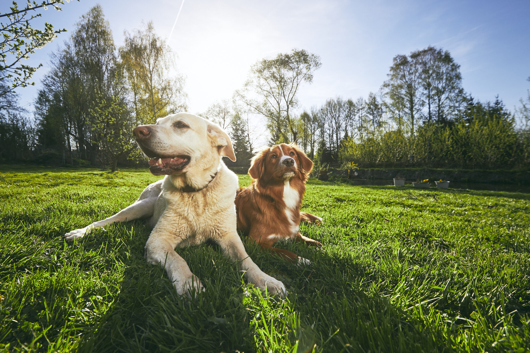 Private dog training lessons Bel Air MD